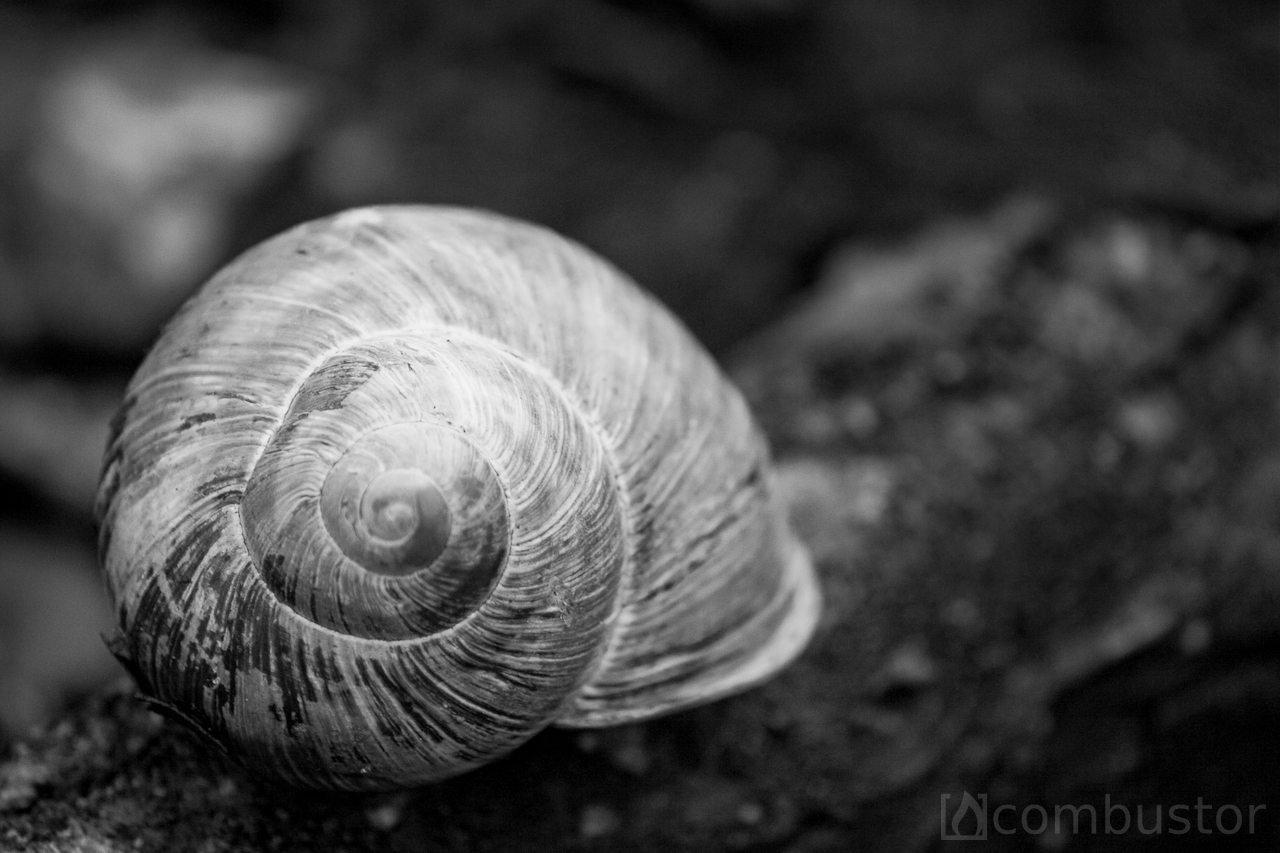 Fibonacci skaičių seka gyvenime